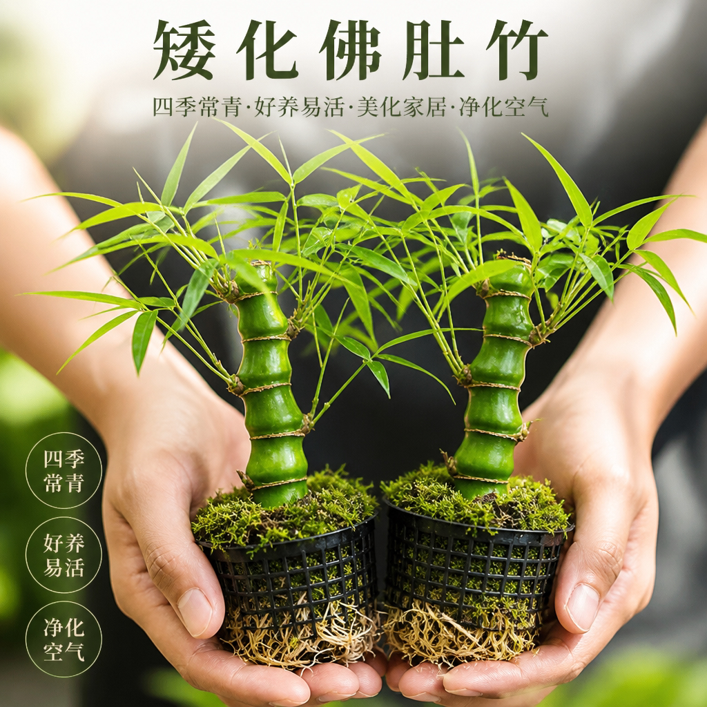 大佛肚竹罗汉竹盆栽老桩植物四季常青好养活办公室内盆景花卉绿植