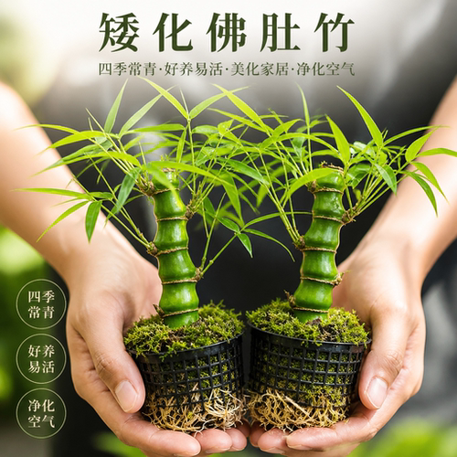 大佛肚竹罗汉竹盆栽老桩植物四季常青好养活办公室内盆景花卉绿植