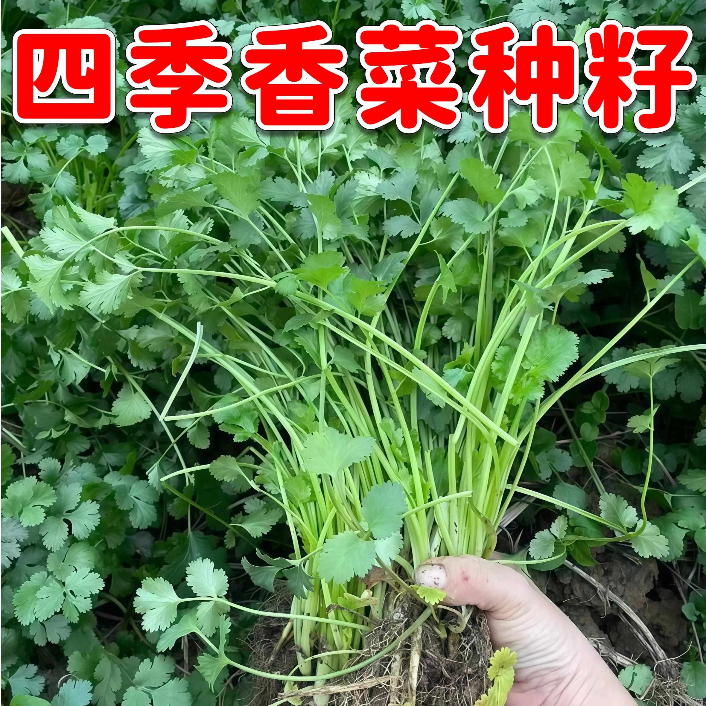 大叶香菜芫荽种子四季可种阳台