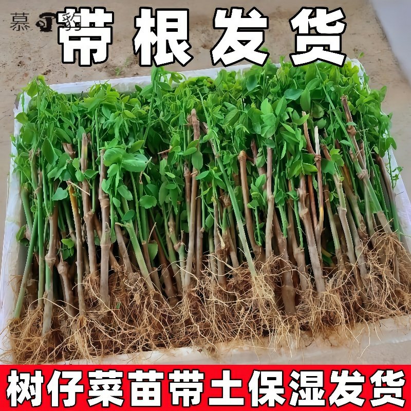 广东潮汕新鲜树仔菜苗盆栽树仔菜苗海南野菜苗绿植苗泰国枸杞带根,鲜花速递/花卉仿真/绿植园艺,红掌/凤梨/温室花卉,淘宝优惠券,粉丝福利购,淘宝优惠卷