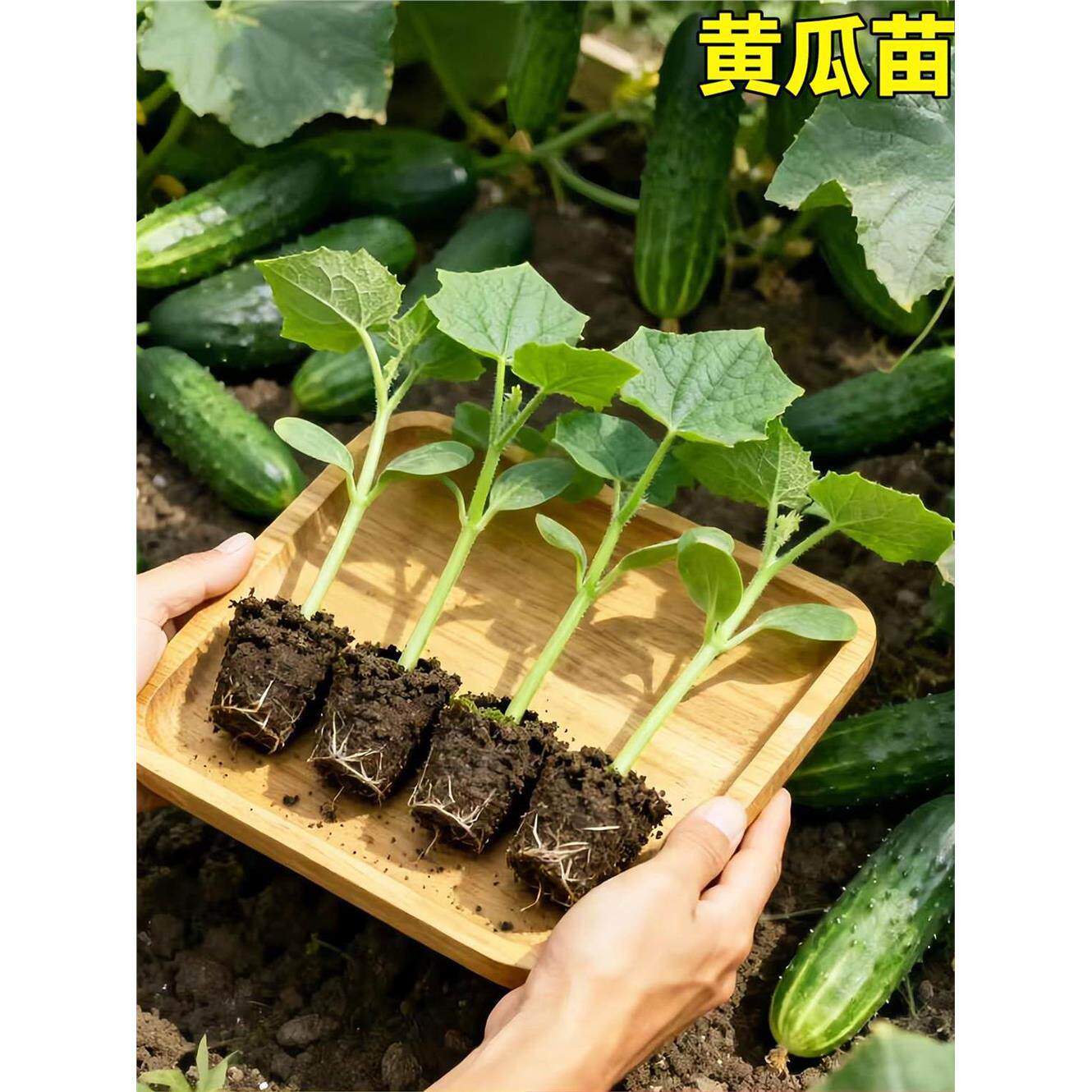 满地爬黄瓜种苗水果白玉女黄瓜种籽子大全盆栽蔬菜苗旱黄瓜籽种孑