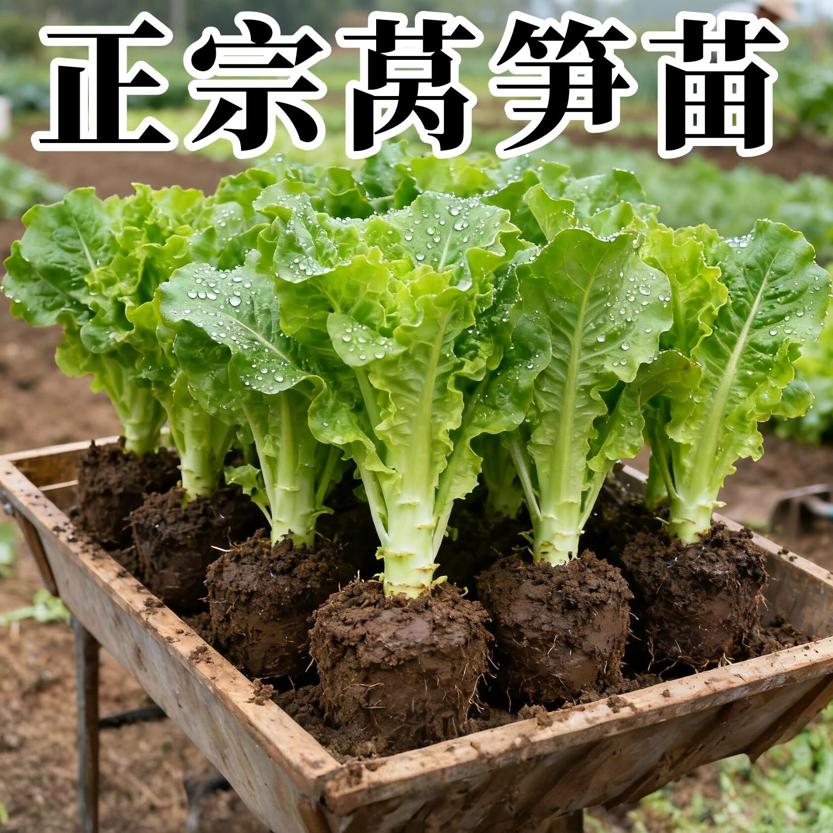 正宗莴笋苗带土盆栽室内外阳台