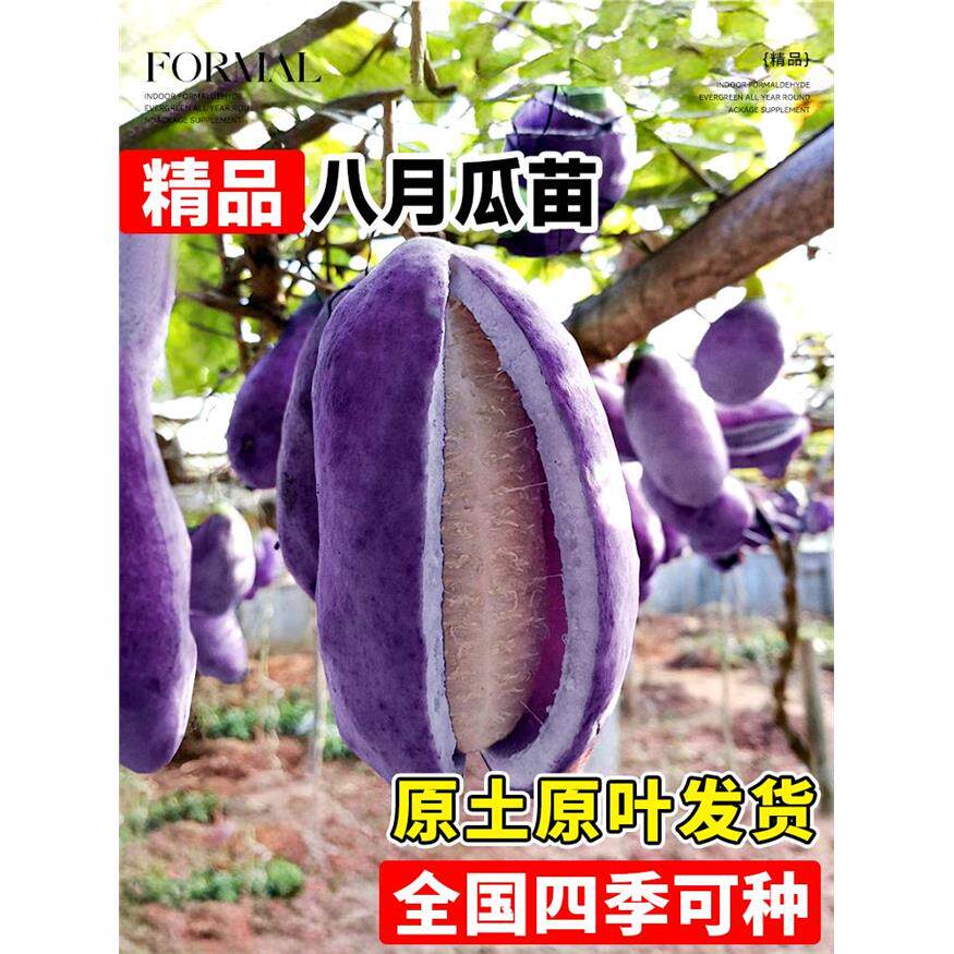 无籽八月瓜嫁接果苗当年结果