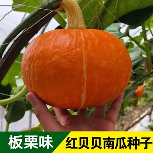 高产绿红贝贝甜栗南瓜种子春播蔬菜种子阳台盆栽庭院易种蔬菜种子