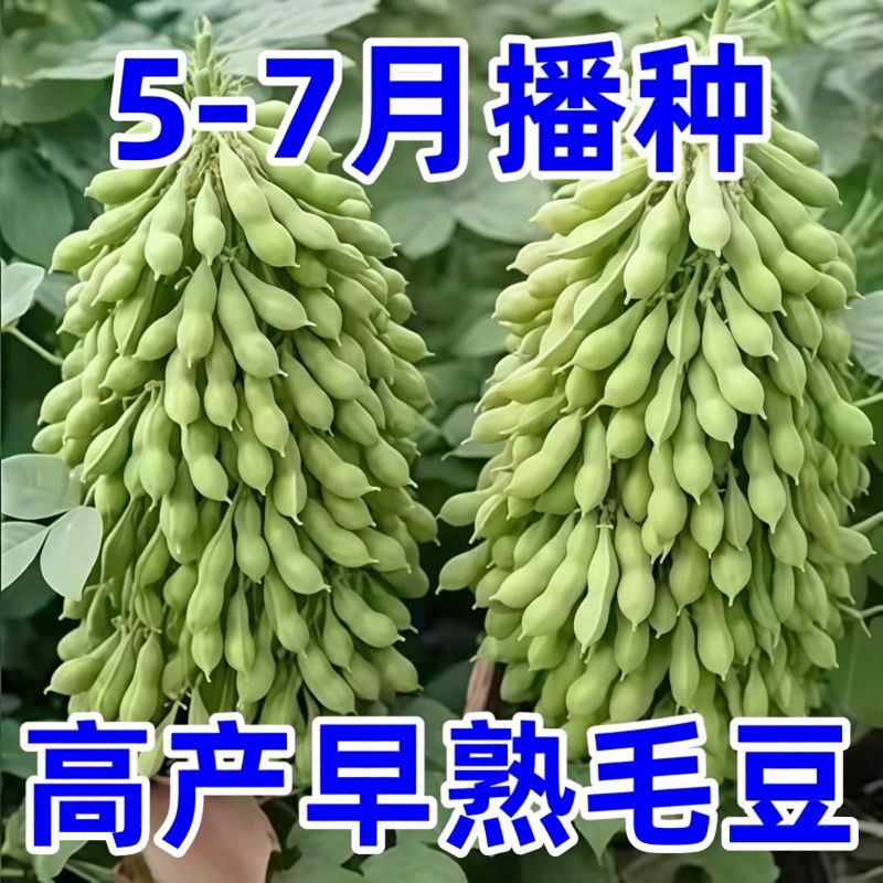 早熟高产大粒毛豆种子软糯清香毛豆种子春播夏播抗病耐寒
