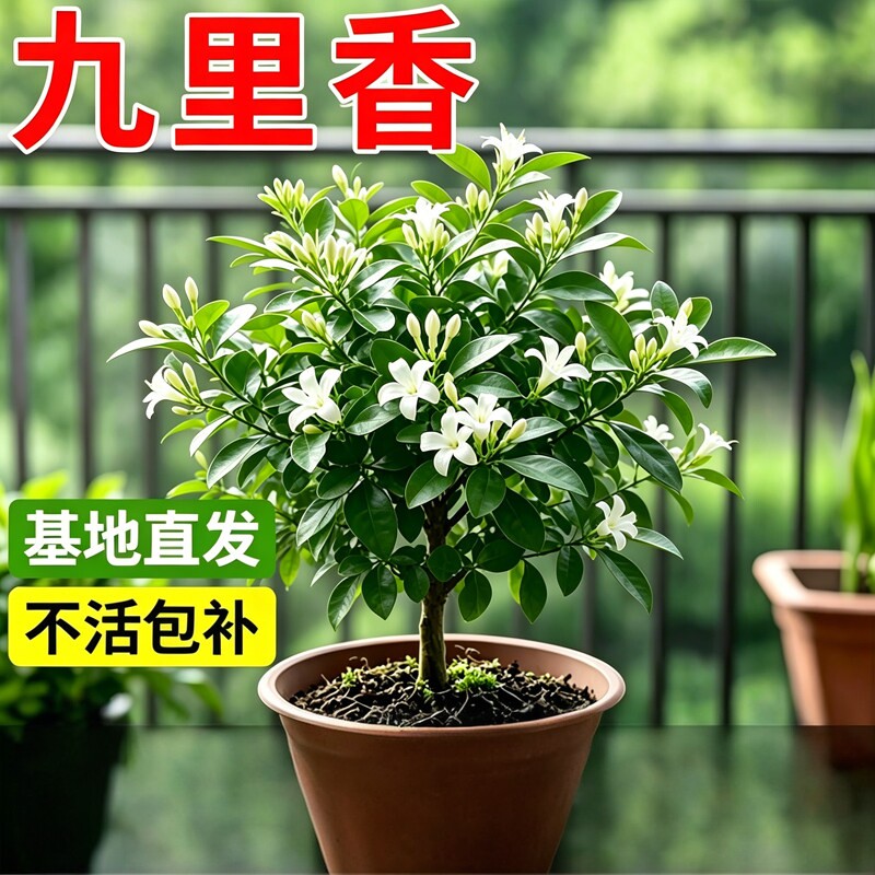 九里香盆栽室内好养驱蚊夜来香