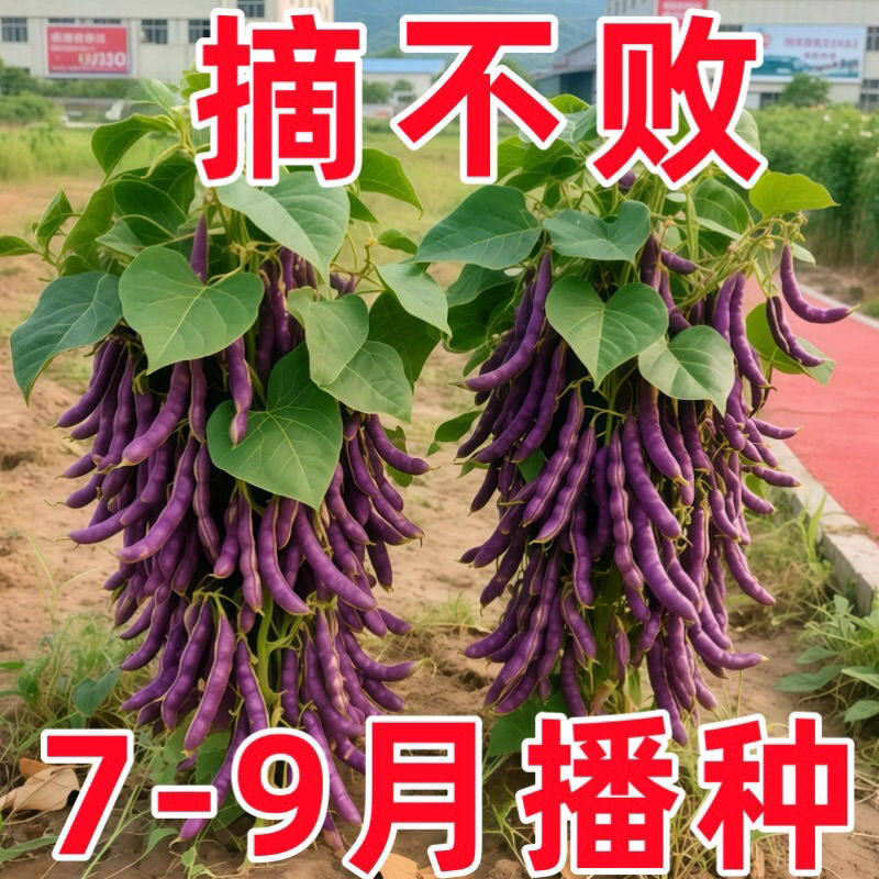 八月忙冻死鬼无筋豆角种子高产