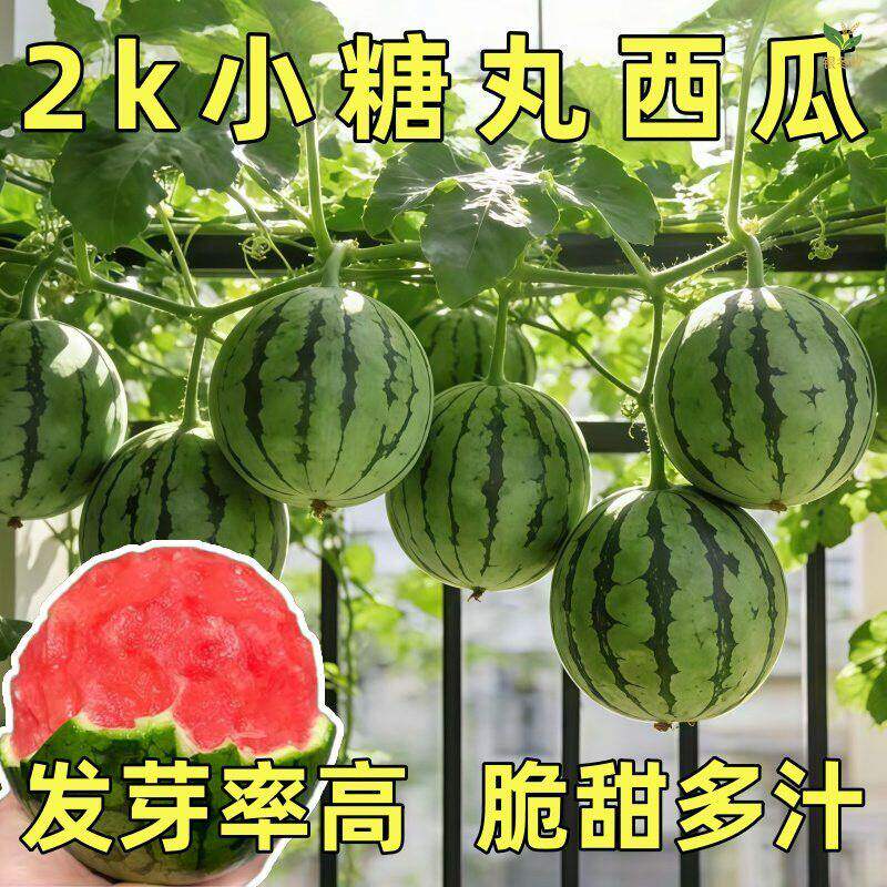 超甜小糖丸西瓜种子蜜蜂少籽吊瓜四季种植阳台庭院盆栽水果西瓜子