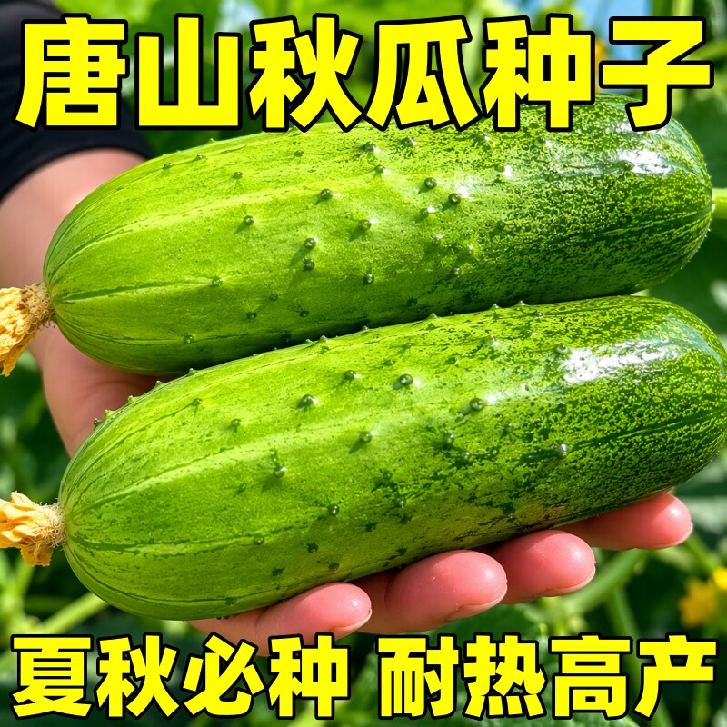 高产秋黄瓜种子阳台盆栽春秋播
