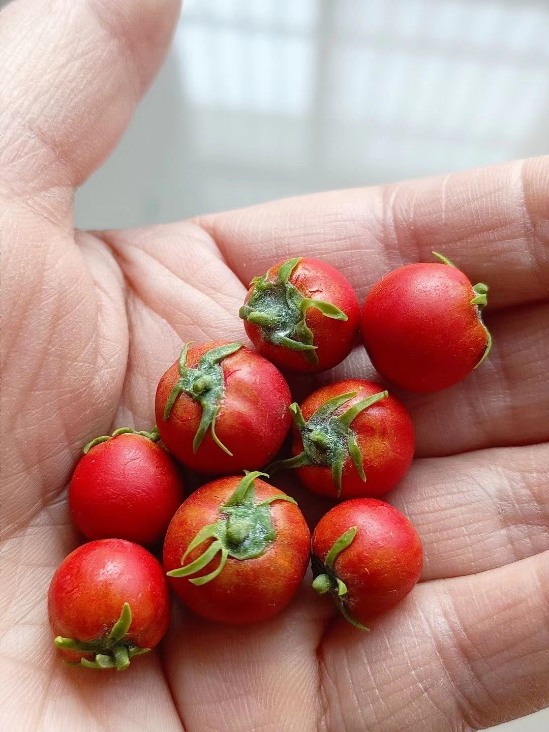 仿真粘土微缩熟番茄西红柿水果蔬菜模型摆件娃娃屋装食玩收藏黏土