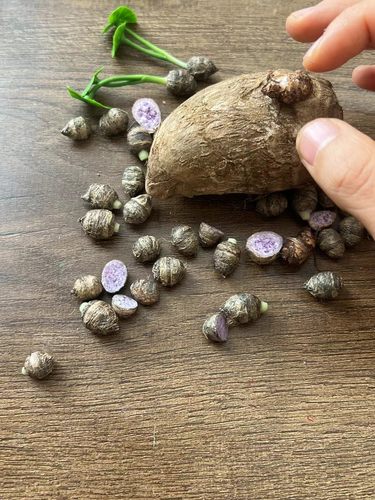 仿真粘土微缩香芋头水果蔬菜模型摆件娃娃屋装食玩收藏黏土