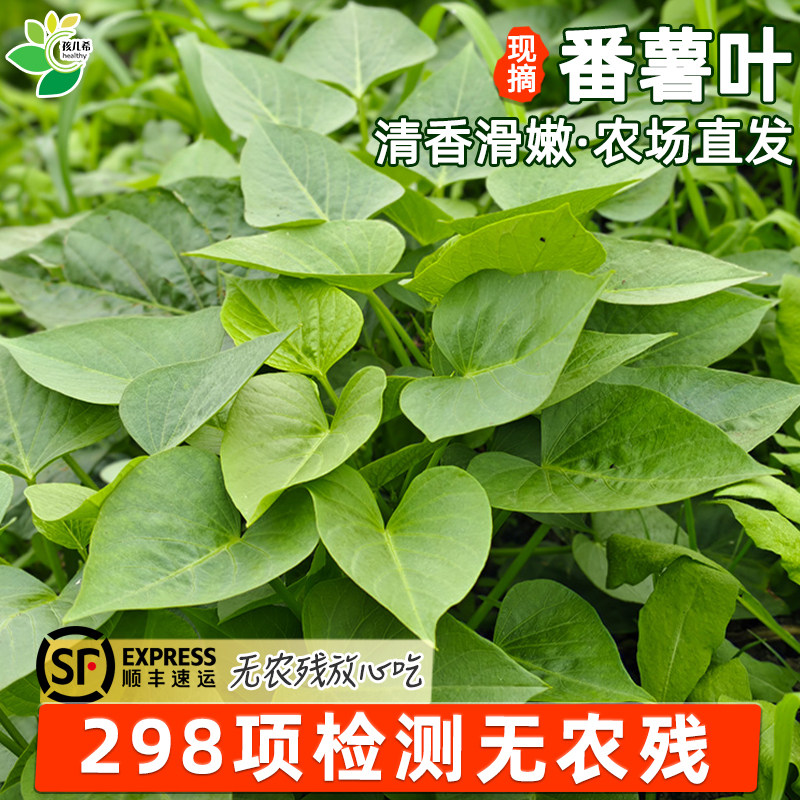 【无农残】新鲜番薯叶顺丰包邮图片
