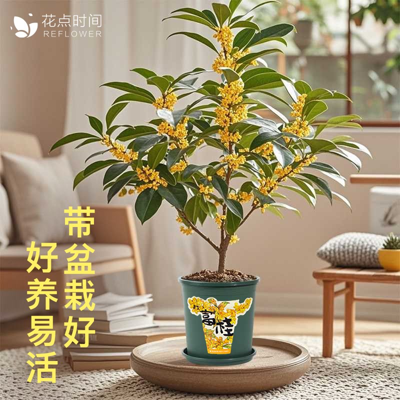 聚桂花树苗四季桂盆栽可开花室内阳台浓香植物好养花卉绿植划算