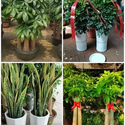 梅州市花卉盆栽店绿萝植物发财金钱树93梅江区兴宁大埔丰顺五华县