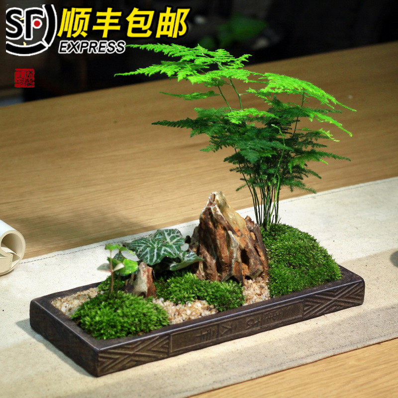 千山枯山水盆景中式日式苔藓微景观茶桌盆栽微型盆景文竹菖蒲