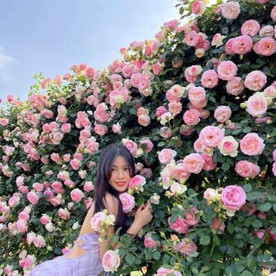 藤爬月季盆栽粉龙沙季石月宝蓝色阴雨蒂娜月季四季开花