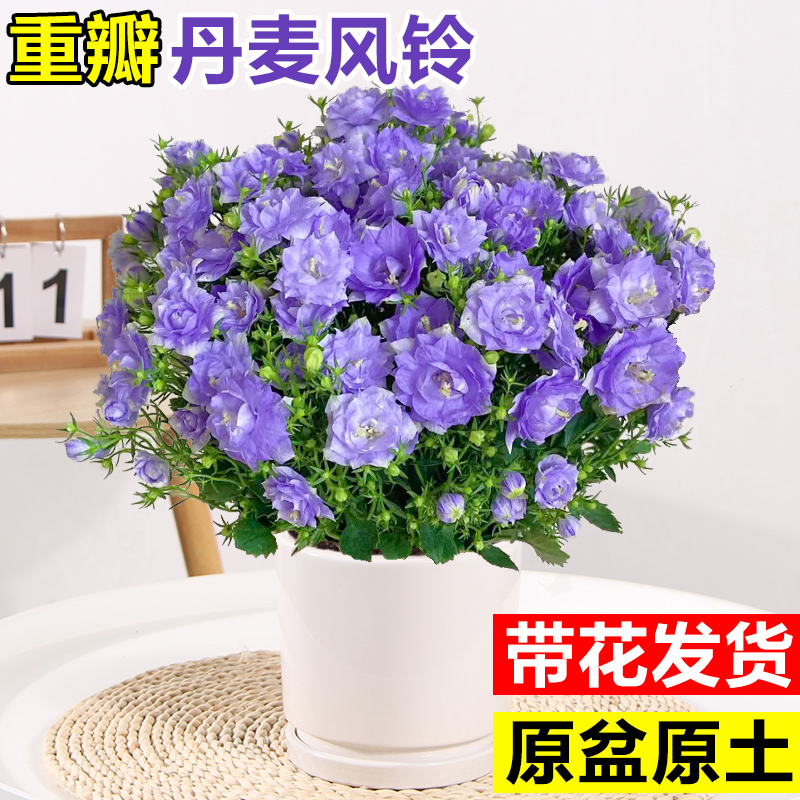 风铃花盆栽室内鲜花重瓣丹麦风铃可水培花卉四季梦露紫风铃草植物