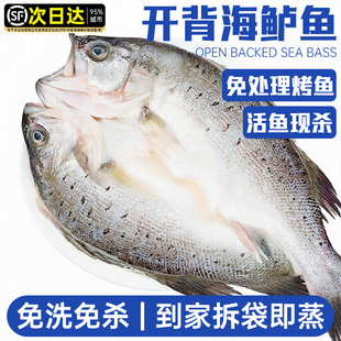 清蒸海鲈鱼深海野生特大新鲜活三去开背白蕉七星海鲈鱼预制菜商用