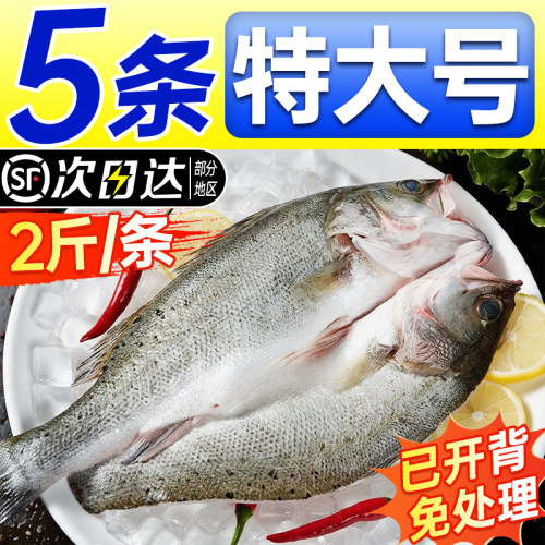 海鲈鱼开背新货鲜冻鲜活深海鱼白