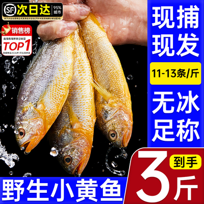 小黄鱼新鲜冷冻海鲜真正海鱼鲜活