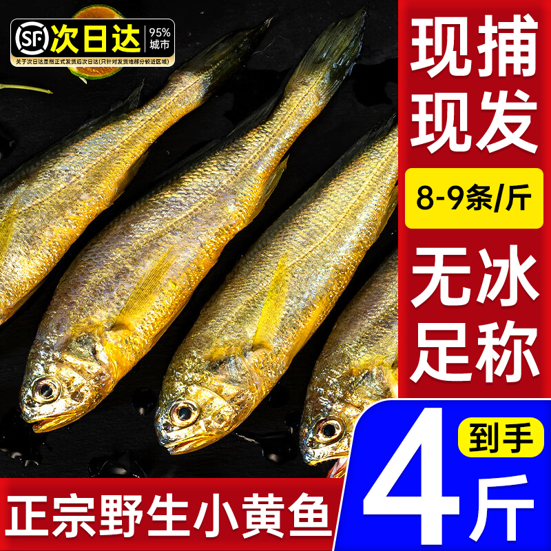 小黄鱼新鲜冷冻海鲜真正海鱼鲜活
