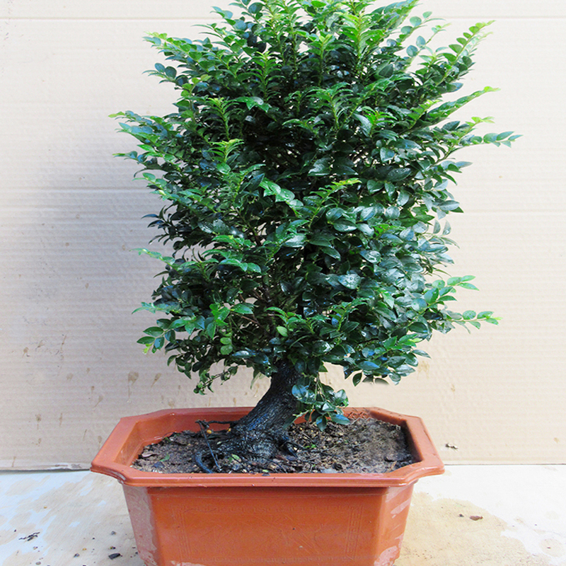 单杆老桩小叶紫檀盆景树桩造型独桩室内客厅盆栽植物花卉四季常青