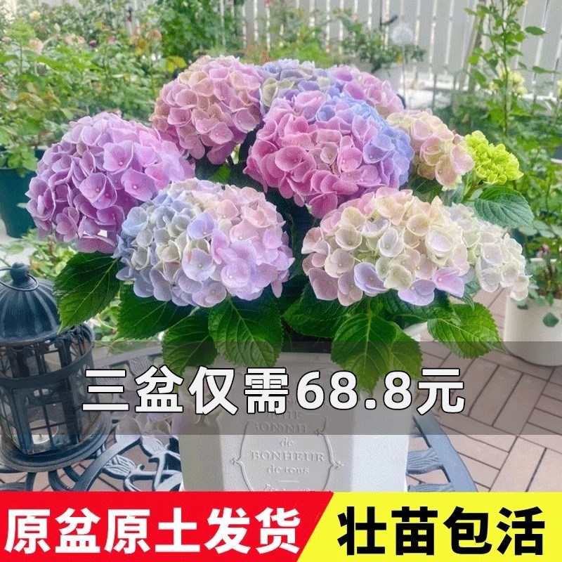 绣球花苗大花植物盆栽冬天好养的花四季开花盆栽花卉植物室内花