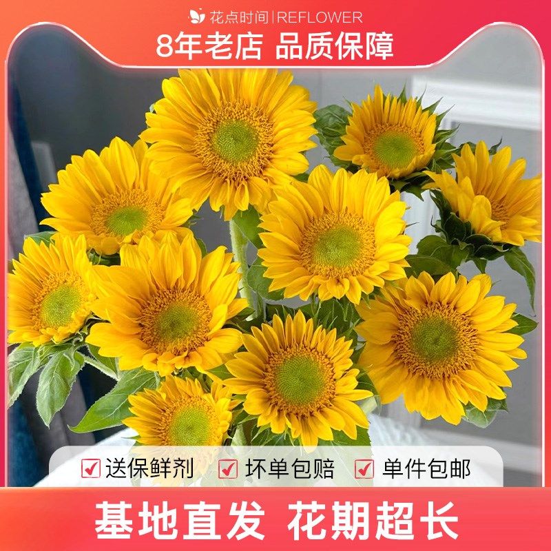 花点时间绿心向日葵鲜花云南直发向日葵花绿心水养插花花束,鲜花速递/花卉仿真/绿植园艺,花材,淘宝优惠券,粉丝福利购,淘宝优惠卷
