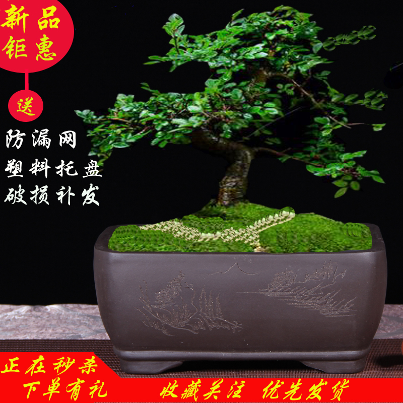 紫砂花盆长方形马槽盆景盆陶瓷盆栽花卉室内植物梅花榕树老桩