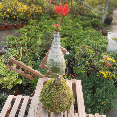 度肚海棠带海苔裹带花多生年盆栽花卉客厅办公桌趣味植物佛佛花