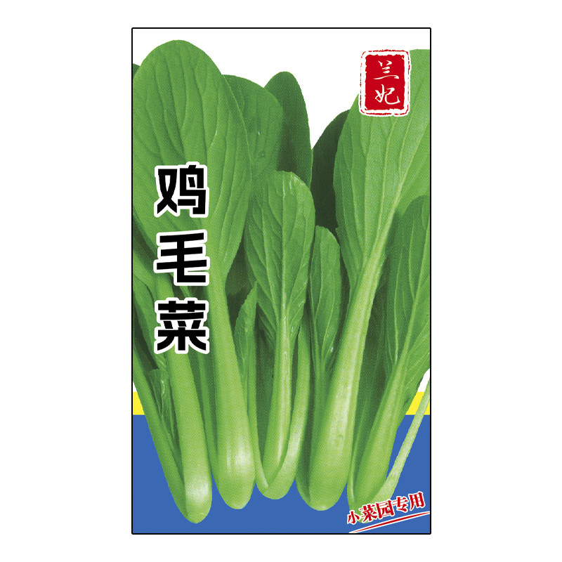 兰妃蔬菜种子鸡毛菜种子