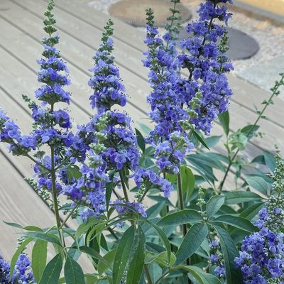 紫蓝夏季加仑落叶灌木牡荆花卉园耐寒耐旱花2穗多年生开花镜庭院