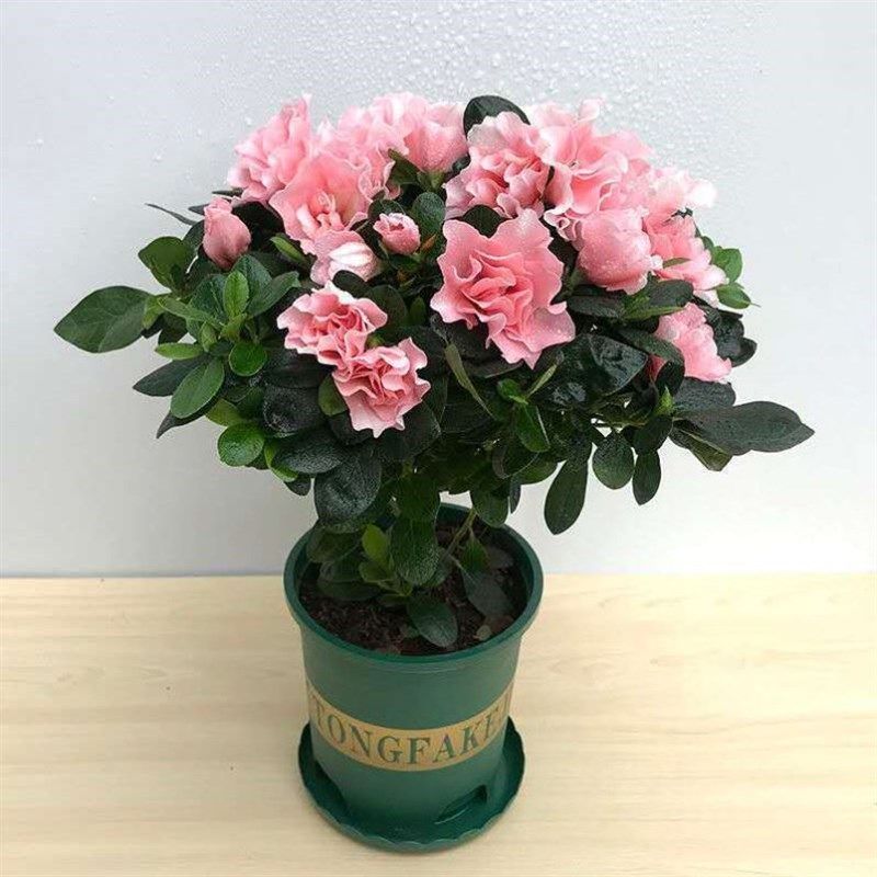四苗开花映山红杜鹃花季盆栽室内庭院植花杜娟花树状盆带物苞发货