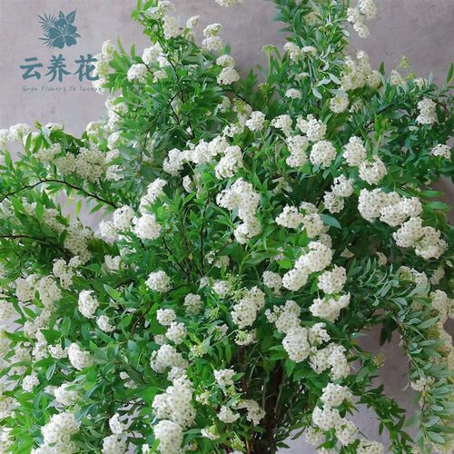 空运云0c雪柳水枝带花苞重瓣小手球鲜切枝鲜培】【养花