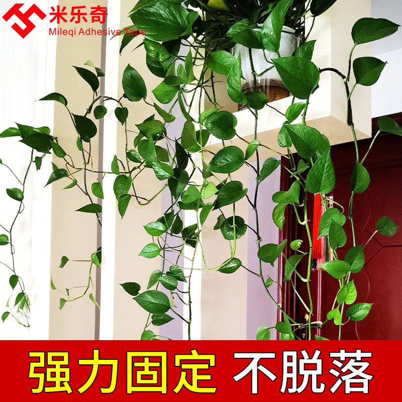 绿萝固定器绿植藤蔓爬墙固定攀爬夹粘粘式壁挂藤本双面贴墙上