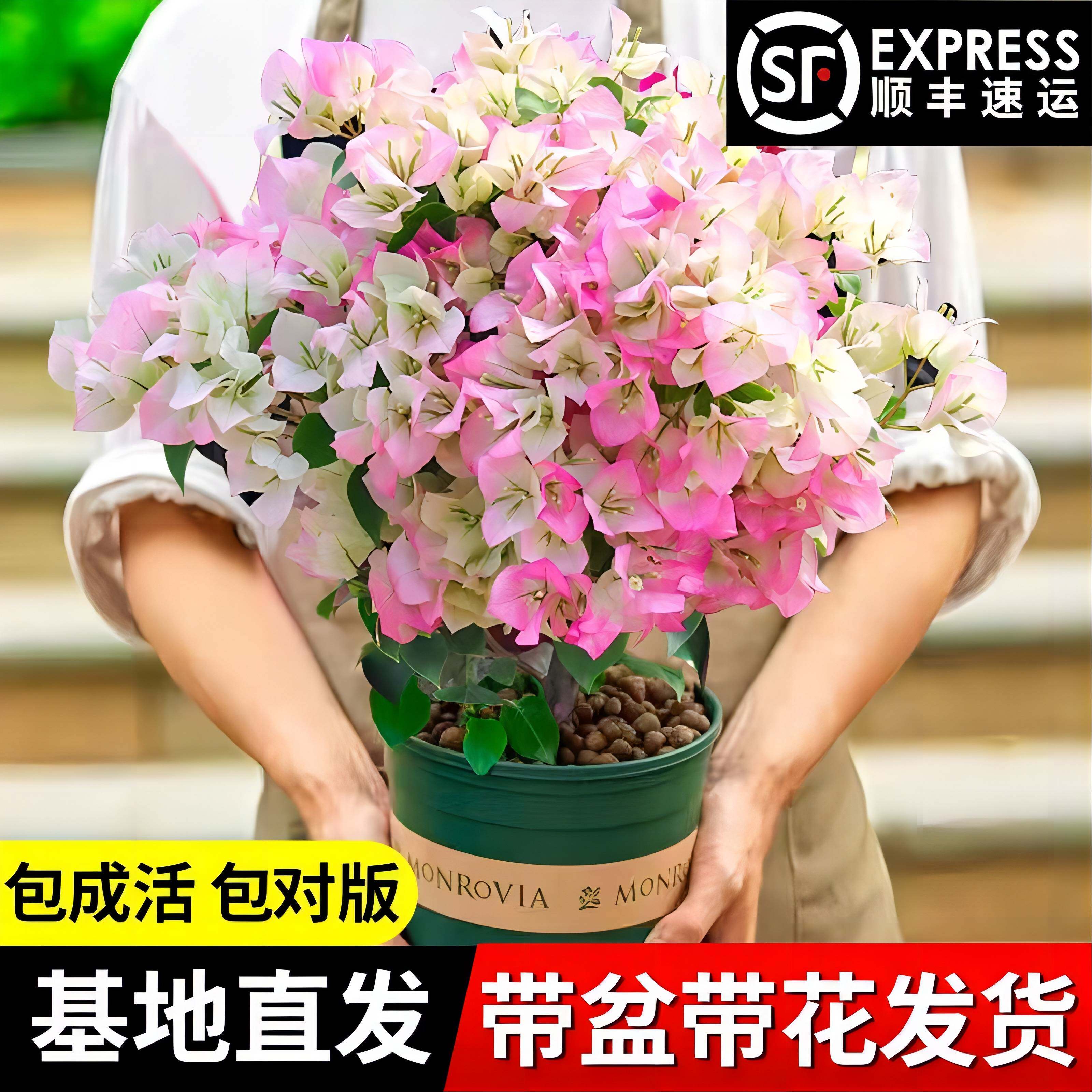 盆栽庭花重瓣绿缨老桩爬苗树藤植物绿植室内外带院阳台花卉