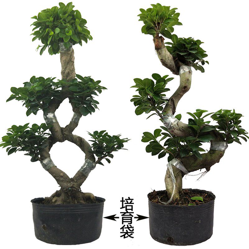大型小叶榕树盆景S造型字型绿植盆栽室内庭院气根植物老桩花卉