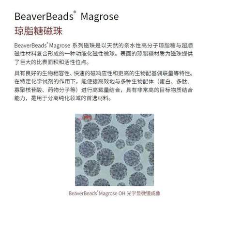 BeaverBeadsMagroseNH2氨基磁珠海狸Beaver70203-5