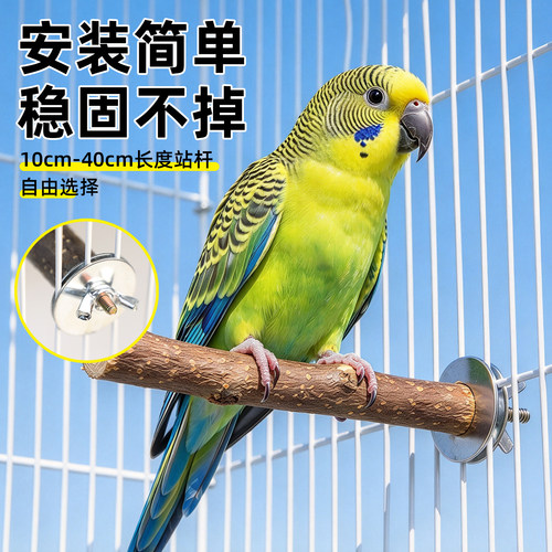 冠之亚鹦鹉磨爪栖站杆