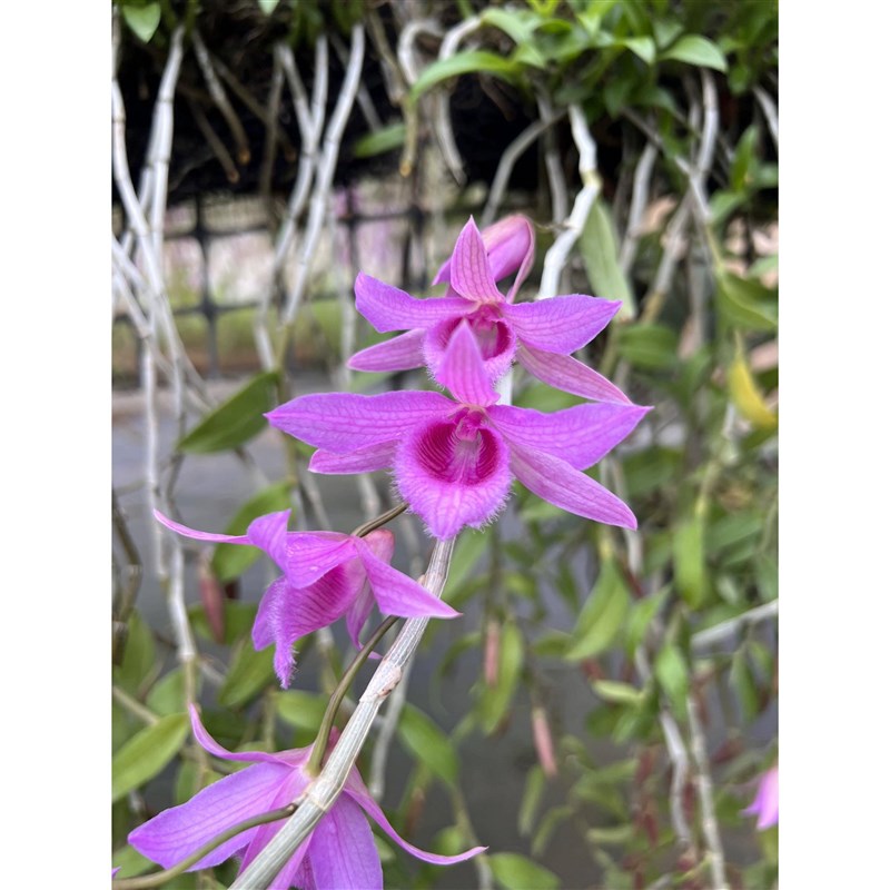 红玫瑰檀香石斛兰苗 Den. Adastra浓香型石斛兰洋吊兰花卉盆栽