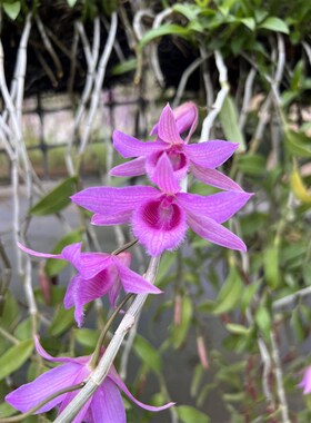 红玫瑰檀香石斛兰苗 Den. Adastra浓香型石斛兰洋吊兰花卉盆栽