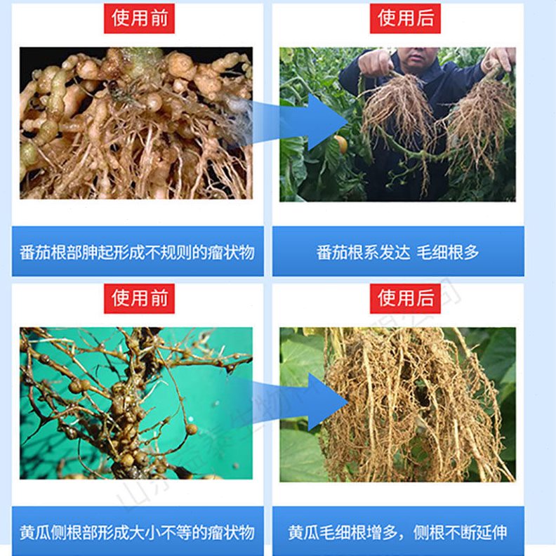 25黄虫根瘤烟公斤10专用姜青生物菌肥