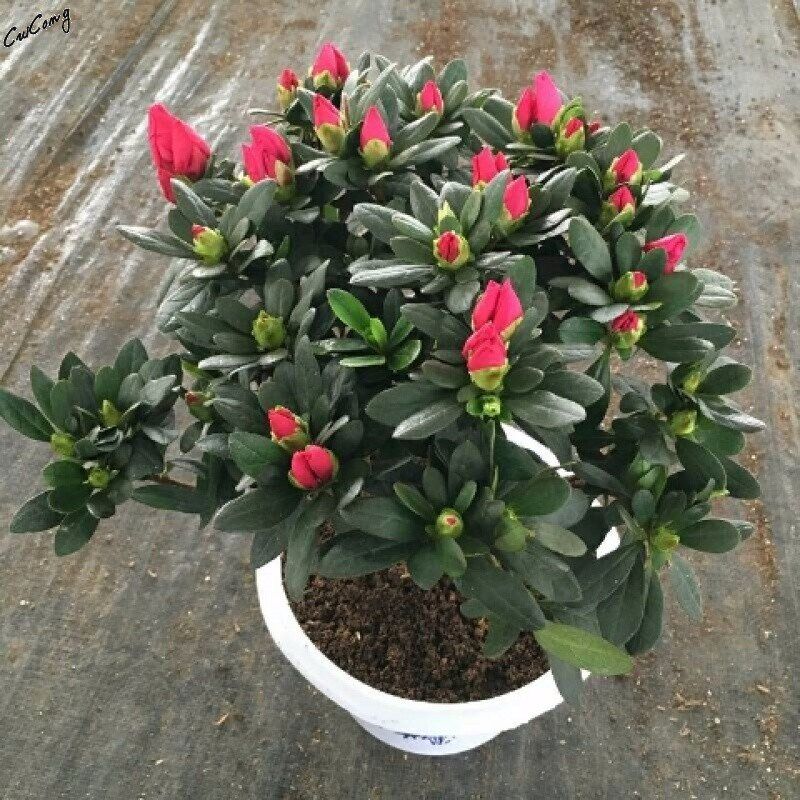 四季开花花山红杜鹃映苗盆栽室内庭院盆物杜娟花树状植带花苞发货
