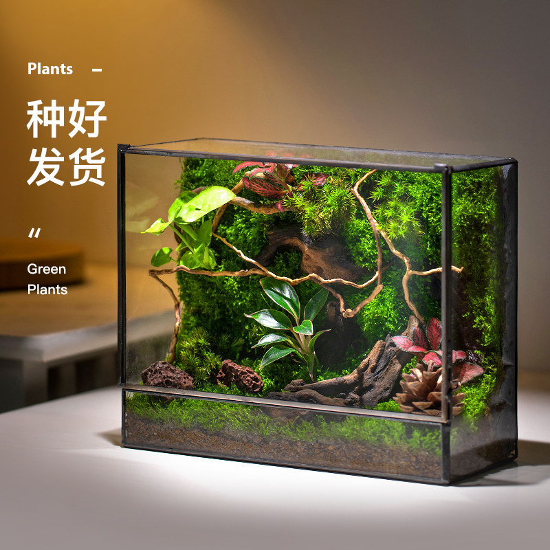 创意送礼内客活桌面厅藓微景观盆景好养鲜苔绿植生态瓶盆栽