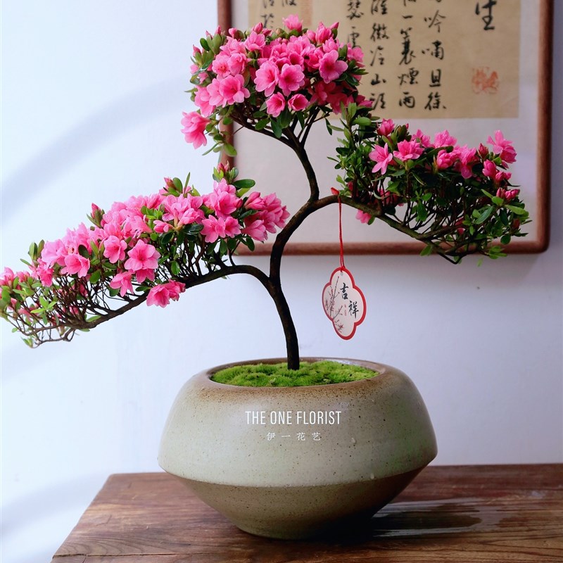 中式美学年宵花杜鹃盆栽盆景北美冬青西府海棠绿植北店