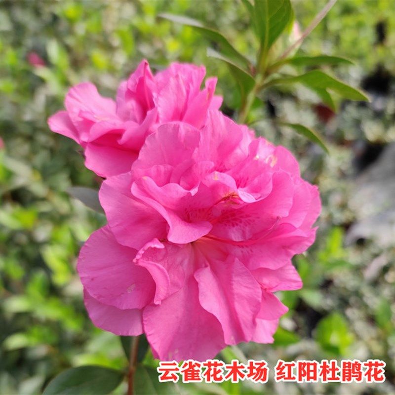 红杨红阳杜鹃花粉色重瓣大花型盆栽杜鹃好种易养品种庭院阳台客厅