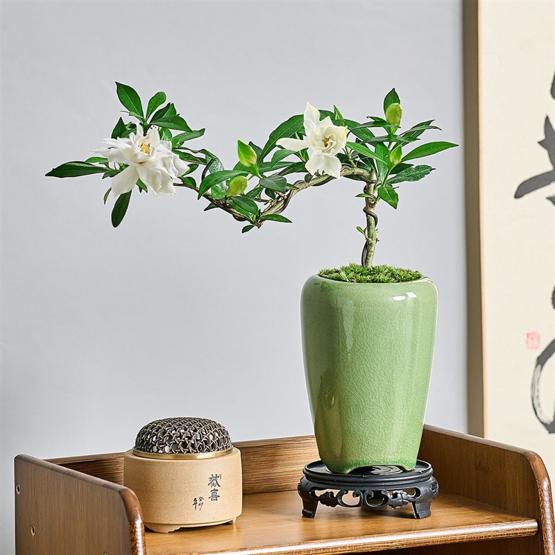 栀子花四季盆栽植物室内办公室绿植桌面小盆栽悬崖飘枝造型盆景