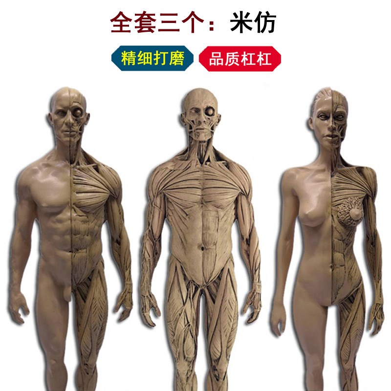 30cm艺用人体肌肉骨骼解剖结构模型绘画素描头骨石膏玩具美术生
