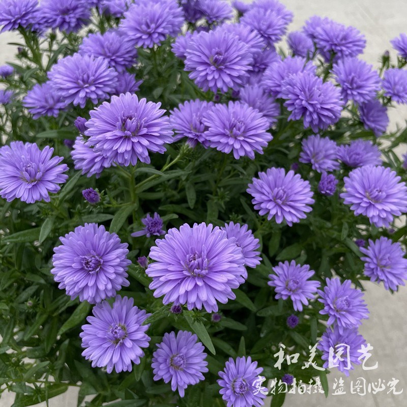 野甘菊 紫菀盆栽 重瓣荷兰菊小卡罗 翠菊蓝宝石  耐寒宿根花卉