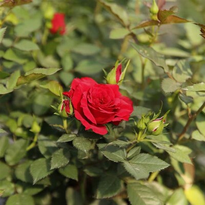 娜塔莉月季带花苞带盆红玫瑰花苗盆栽四季开花爬藤植物庭院阳台花